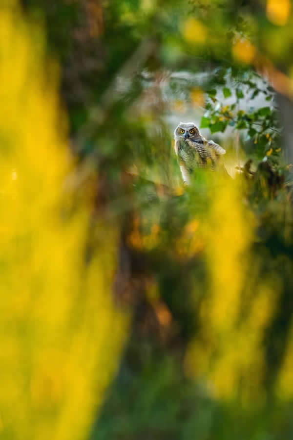Nature Unleashed: 24 Winning Wildlife Photos from The Artist Gallery Awards 2026 50 A Sunset Drink by Jeremy Neipp, USA - The Artist Gallery Awards 2026 Wildlife Winners