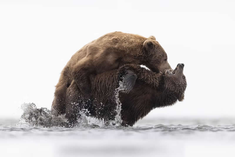 Nature Unleashed: 24 Winning Wildlife Photos from The Artist Gallery Awards 2026 30 Grizzly Love by Kyle Moore, United Kingdom - The Artist Gallery Awards 2026 Wildlife Winners