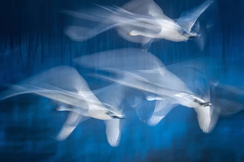 Nature Unleashed: 24 Winning Wildlife Photos from The Artist Gallery Awards 2026 31 Choreography of Light by Yoshiki Nakamura, USA - The Artist Gallery Awards 2026 Wildlife Winners