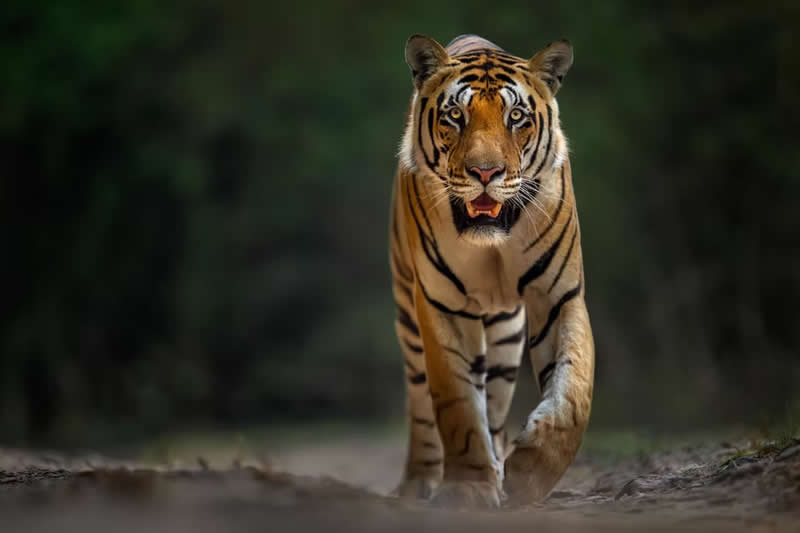 Nature Unleashed: 24 Winning Wildlife Photos from The Artist Gallery Awards 2026 32 King's Promenade by Yoshiki Nakamura, USA - The Artist Gallery Awards 2026 Wildlife Winners