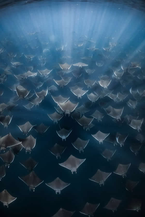 Nature Unleashed: 24 Winning Wildlife Photos from The Artist Gallery Awards 2026 33 Rays for Days by Brittany Ilardi, USA - The Artist Gallery Awards 2026 Wildlife Winners