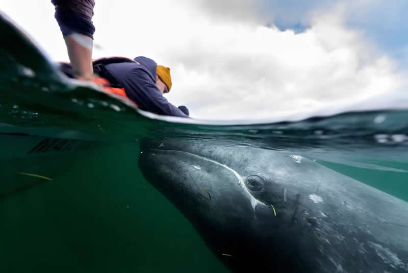 Nature Unleashed: 24 Winning Wildlife Photos from The Artist Gallery Awards 2026 34 The connection of worlds by Kaushiik Subramaniam, United Kingdom - The Artist Gallery Awards 2026 Wildlife Winners