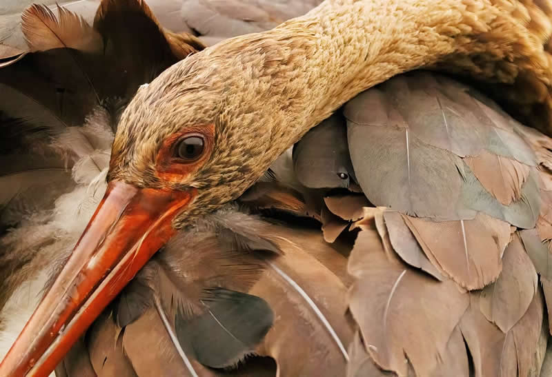 Nature Unleashed: 24 Winning Wildlife Photos from The Artist Gallery Awards 2026 35 Juvenile Black Stork by Chris Brain, United Kingdom - The Artist Gallery Awards 2026 Wildlife Winners
