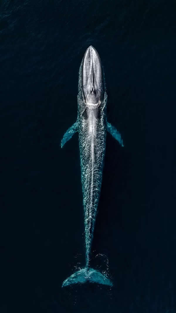 Nature Unleashed: 24 Winning Wildlife Photos from The Artist Gallery Awards 2026 36 Big Blue by Subramaniam, United Kingdom - The Artist Gallery Awards 2026 Wildlife Winners