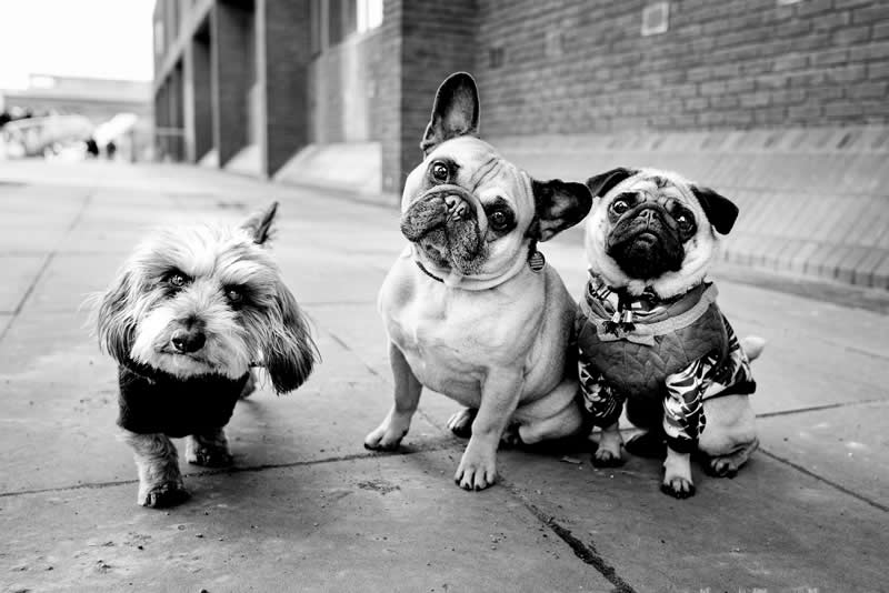 Street Safari Alan Schaller Street Photography Book