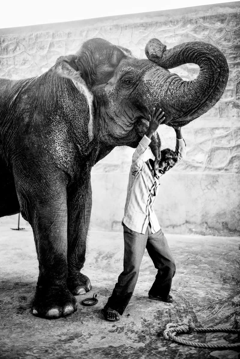 Street Safari Alan Schaller Street Photography Book
