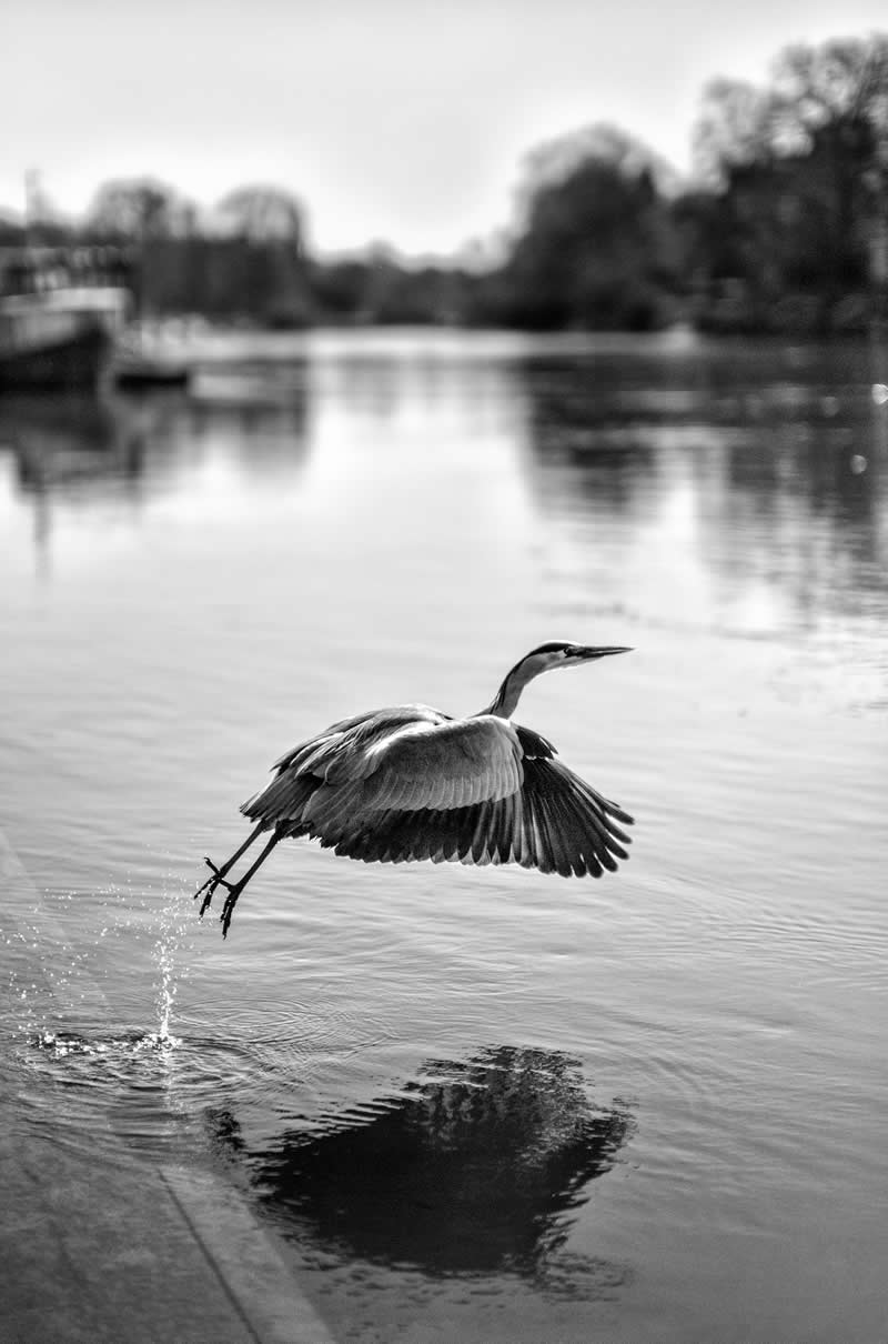 Street Safari Alan Schaller Street Photography Book