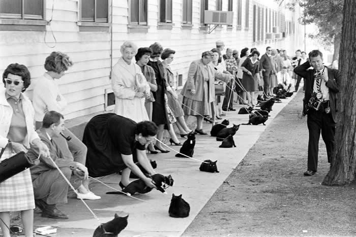 The Past Unfiltered: 34 Rare Historical Photos That Reveal the Human Side of History 38 Searching the future feline star: The black cat audition in Hollywood, 1961.