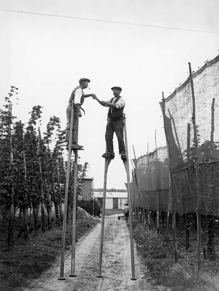 The Past Unfiltered: 34 Rare Historical Photos That Reveal the Human Side of History 55 Hop pickers use stilts on a farm at Wateringbury in Kent. 1928