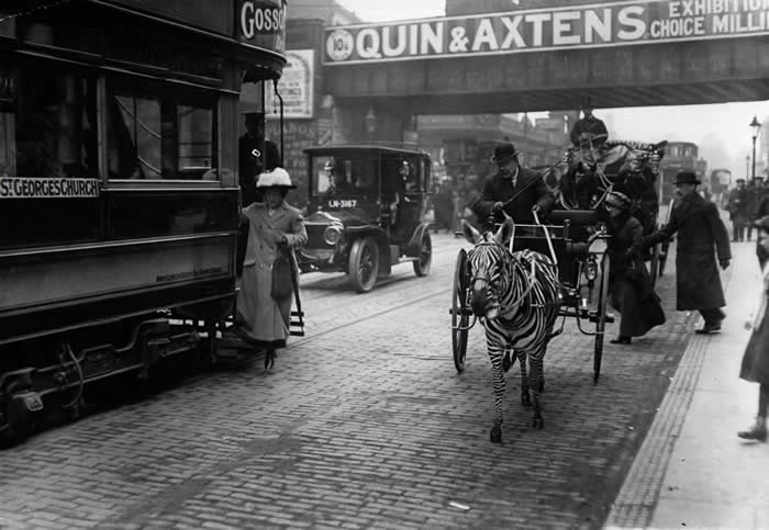The Past Unfiltered: 34 Rare Historical Photos That Reveal the Human Side of History 69 A zebra pulls a carriage through Brixton, London, 1913. There has always been great interest in domesticating and training zebras as riding and harnessing animals.