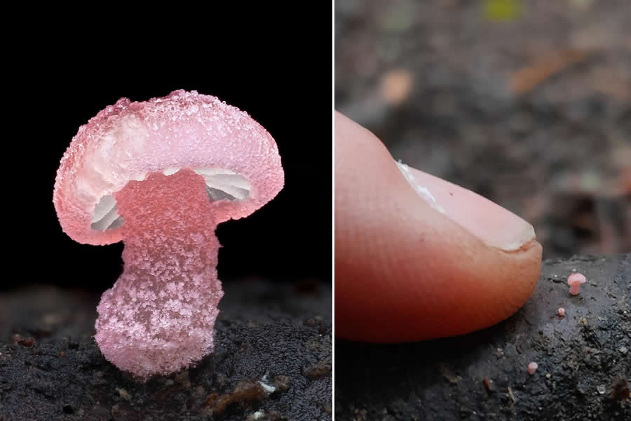 The Secret Life Beneath Our Feet: 33 Remarkable Macro Photos by Jay Lichter 37 Remarkable Macro Photos by Jay Lichter