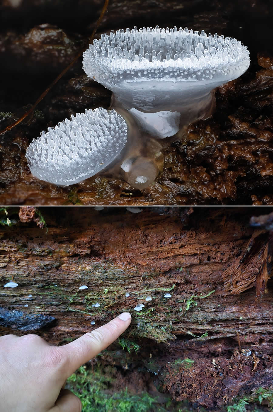 The Secret Life Beneath Our Feet: 33 Remarkable Macro Photos by Jay Lichter 46 Remarkable Macro Photos by Jay Lichter