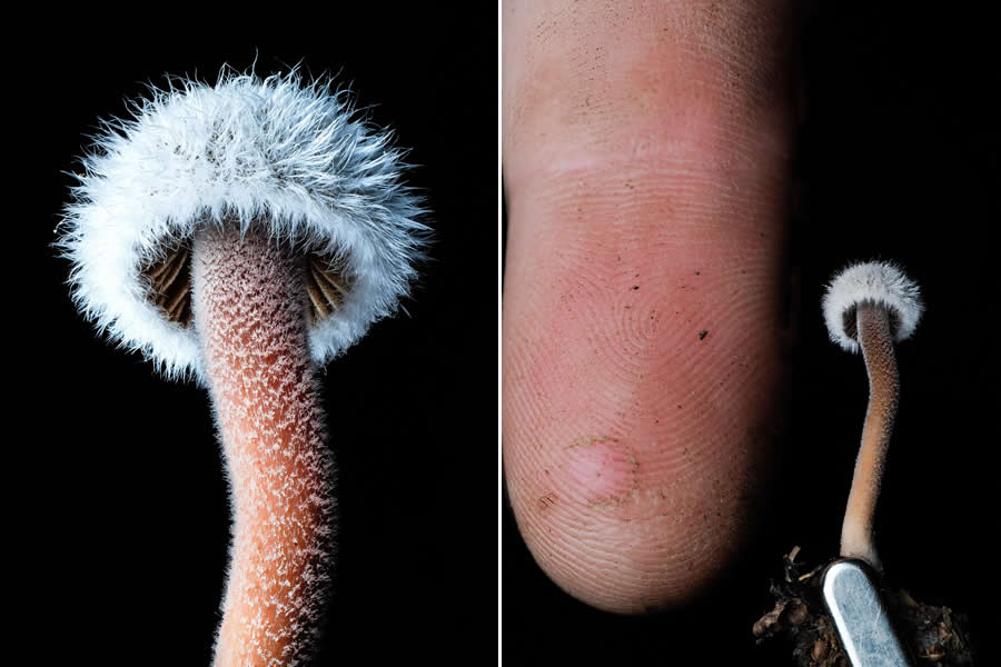 The Secret Life Beneath Our Feet: 33 Remarkable Macro Photos by Jay Lichter 47 Remarkable Macro Photos by Jay Lichter