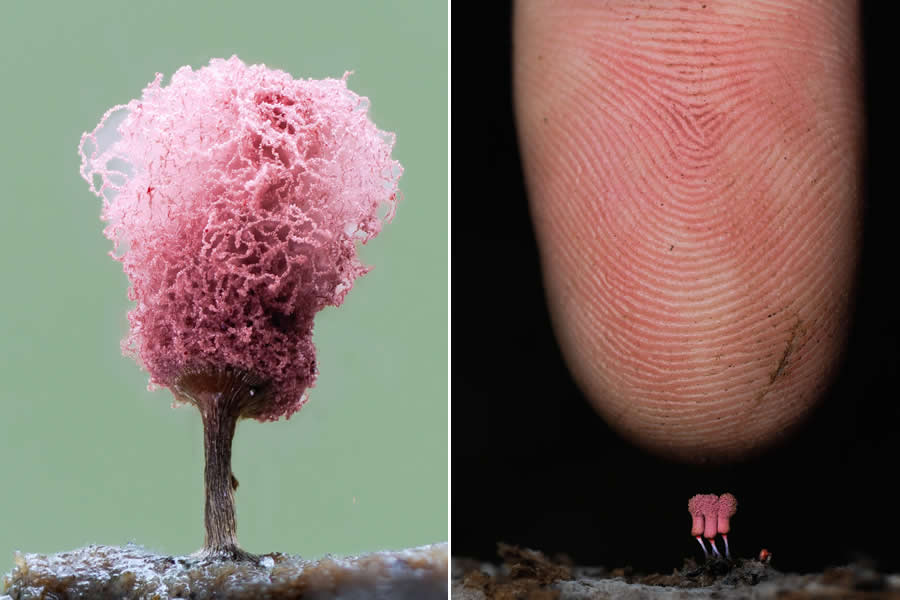 The Secret Life Beneath Our Feet: 33 Remarkable Macro Photos by Jay Lichter 48 Remarkable Macro Photos by Jay Lichter