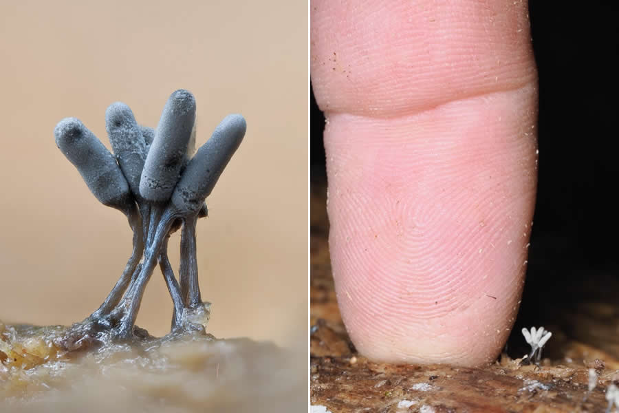The Secret Life Beneath Our Feet: 33 Remarkable Macro Photos by Jay Lichter 49 Remarkable Macro Photos by Jay Lichter
