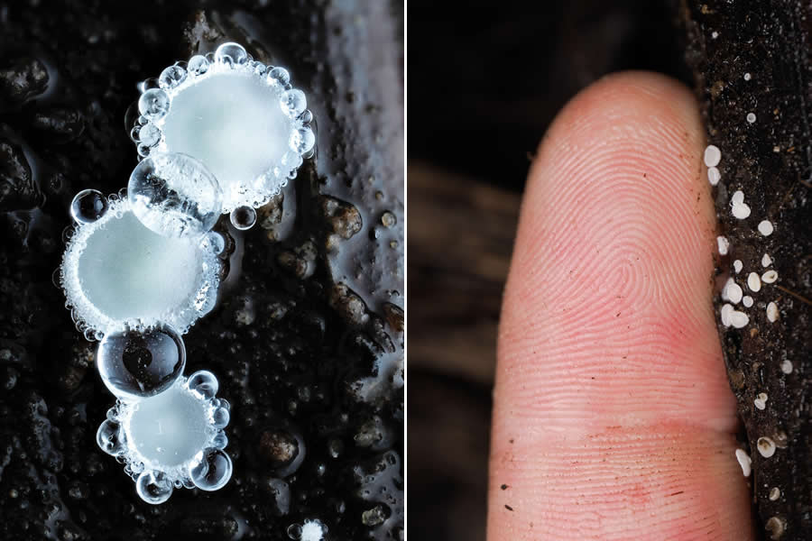 The Secret Life Beneath Our Feet: 33 Remarkable Macro Photos by Jay Lichter 50 Remarkable Macro Photos by Jay Lichter
