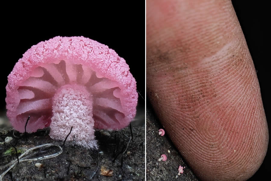 The Secret Life Beneath Our Feet: 33 Remarkable Macro Photos by Jay Lichter 52 Remarkable Macro Photos by Jay Lichter