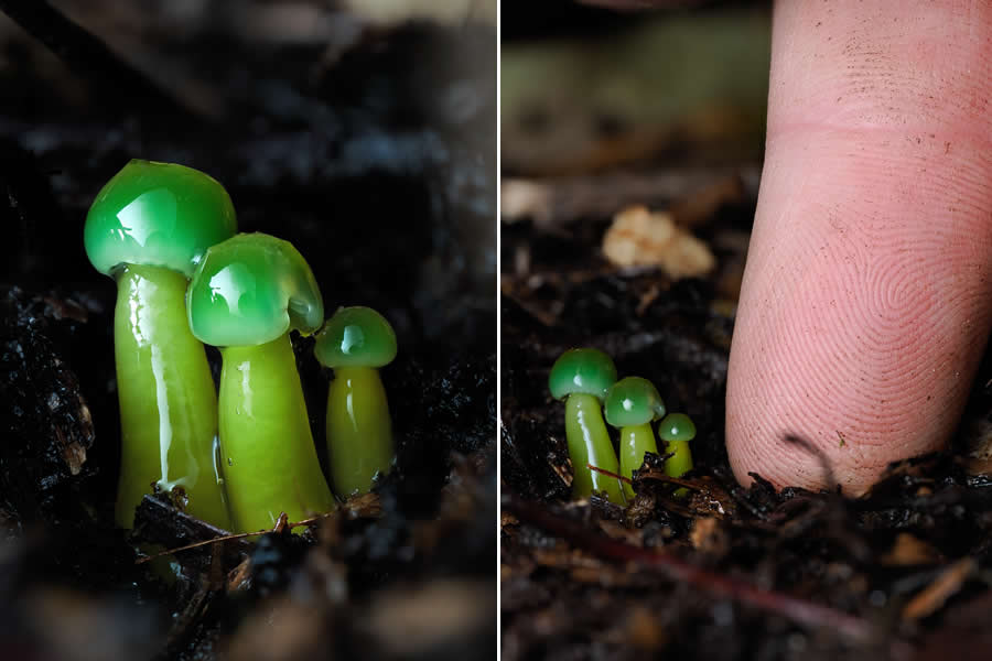 The Secret Life Beneath Our Feet: 33 Remarkable Macro Photos by Jay Lichter 53 Remarkable Macro Photos by Jay Lichter