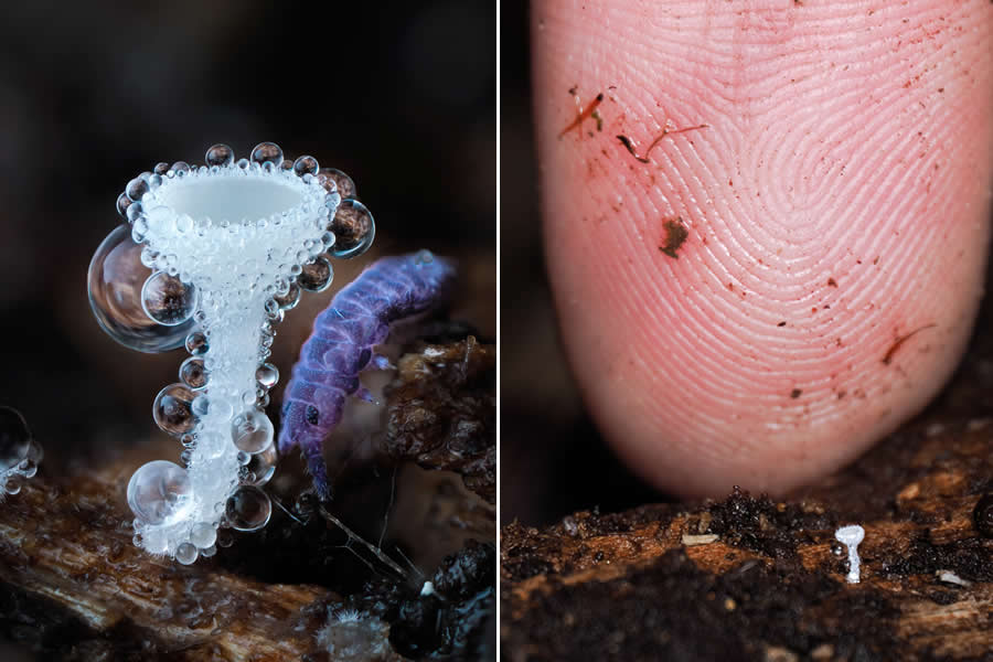 The Secret Life Beneath Our Feet: 33 Remarkable Macro Photos by Jay Lichter 54 Remarkable Macro Photos by Jay Lichter