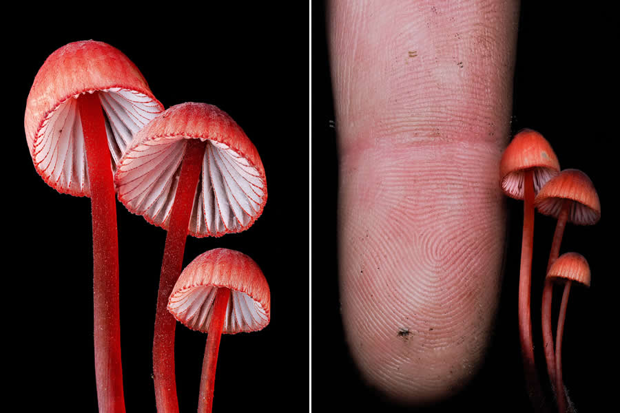 The Secret Life Beneath Our Feet: 33 Remarkable Macro Photos by Jay Lichter 55 Remarkable Macro Photos by Jay Lichter
