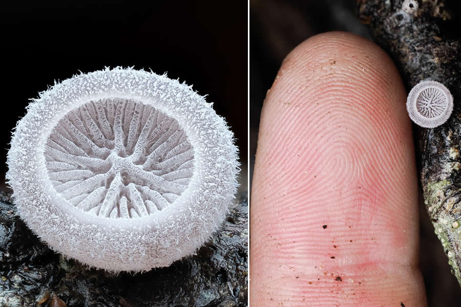 The Secret Life Beneath Our Feet: 33 Remarkable Macro Photos by Jay Lichter 38 Remarkable Macro Photos by Jay Lichter