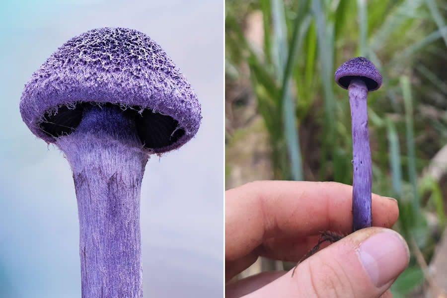 The Secret Life Beneath Our Feet: 33 Remarkable Macro Photos by Jay Lichter 56 Remarkable Macro Photos by Jay Lichter