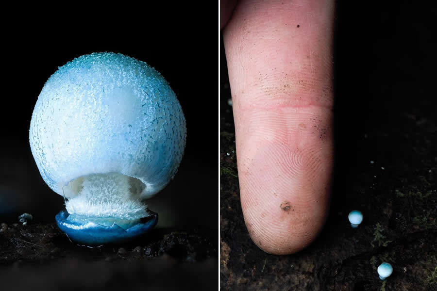 The Secret Life Beneath Our Feet: 33 Remarkable Macro Photos by Jay Lichter 57 Remarkable Macro Photos by Jay Lichter