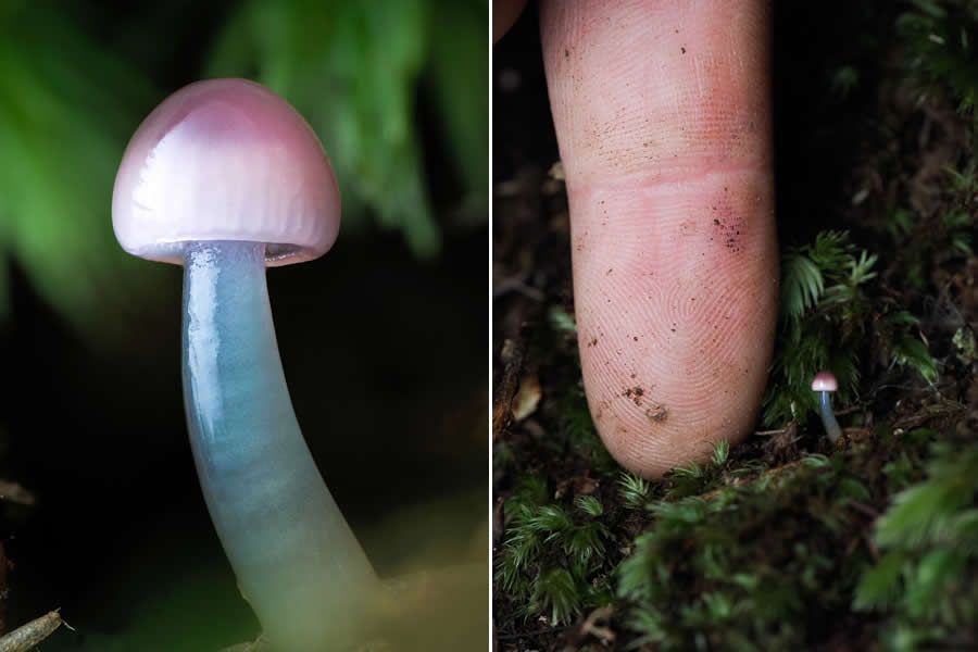 The Secret Life Beneath Our Feet: 33 Remarkable Macro Photos by Jay Lichter 58 Remarkable Macro Photos by Jay Lichter