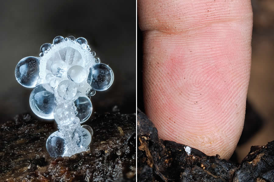 The Secret Life Beneath Our Feet: 33 Remarkable Macro Photos by Jay Lichter 59 Remarkable Macro Photos by Jay Lichter