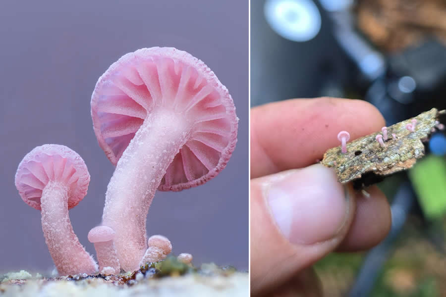 The Secret Life Beneath Our Feet: 33 Remarkable Macro Photos by Jay Lichter 60 Remarkable Macro Photos by Jay Lichter