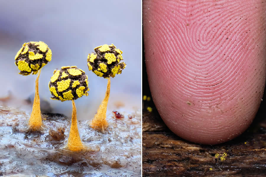 The Secret Life Beneath Our Feet: 33 Remarkable Macro Photos by Jay Lichter 61 Remarkable Macro Photos by Jay Lichter