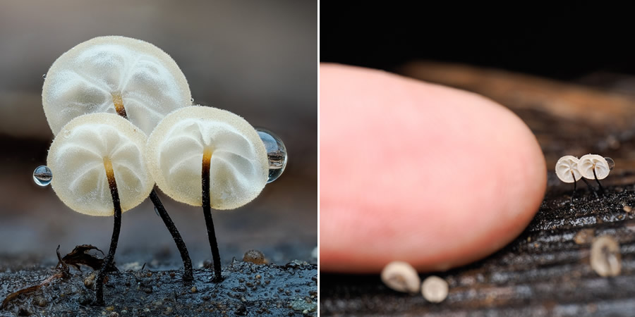 The Secret Life Beneath Our Feet: 33 Remarkable Macro Photos by Jay Lichter 62 Remarkable Macro Photos by Jay Lichter