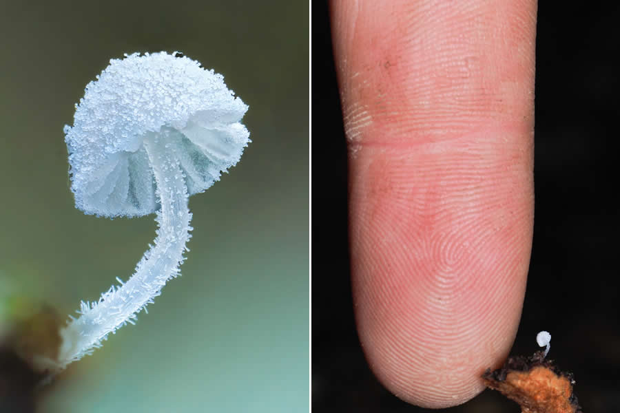 The Secret Life Beneath Our Feet: 33 Remarkable Macro Photos by Jay Lichter 63 Remarkable Macro Photos by Jay Lichter