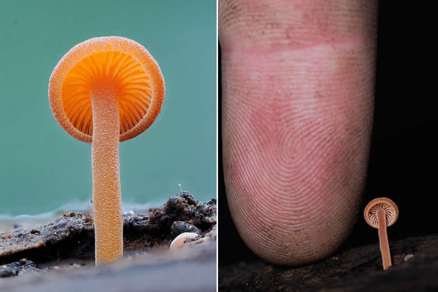 The Secret Life Beneath Our Feet: 33 Remarkable Macro Photos by Jay Lichter 64 Remarkable Macro Photos by Jay Lichter