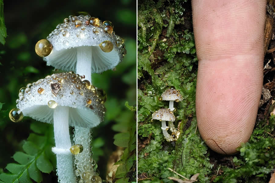 The Secret Life Beneath Our Feet: 33 Remarkable Macro Photos by Jay Lichter 65 Remarkable Macro Photos by Jay Lichter