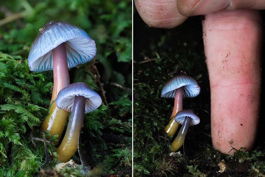 The Secret Life Beneath Our Feet: 33 Remarkable Macro Photos by Jay Lichter 39 Remarkable Macro Photos by Jay Lichter