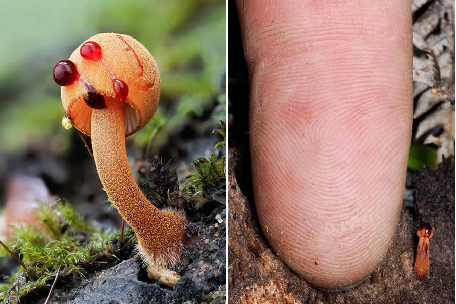 The Secret Life Beneath Our Feet: 33 Remarkable Macro Photos by Jay Lichter 66 Remarkable Macro Photos by Jay Lichter