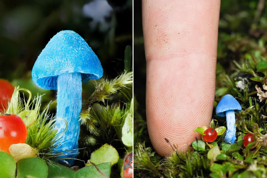 The Secret Life Beneath Our Feet: 33 Remarkable Macro Photos by Jay Lichter 67 Remarkable Macro Photos by Jay Lichter