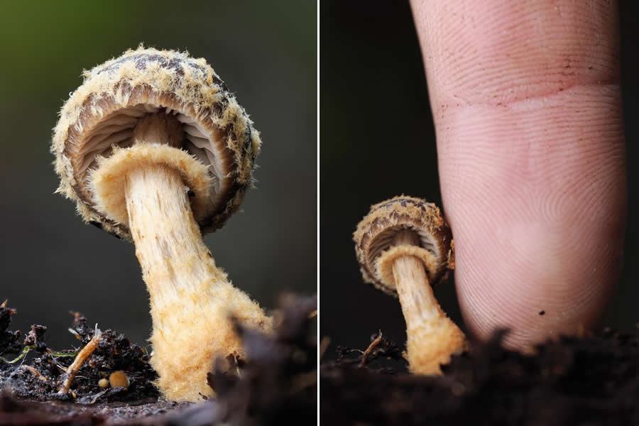 The Secret Life Beneath Our Feet: 33 Remarkable Macro Photos by Jay Lichter 68 Remarkable Macro Photos by Jay Lichter
