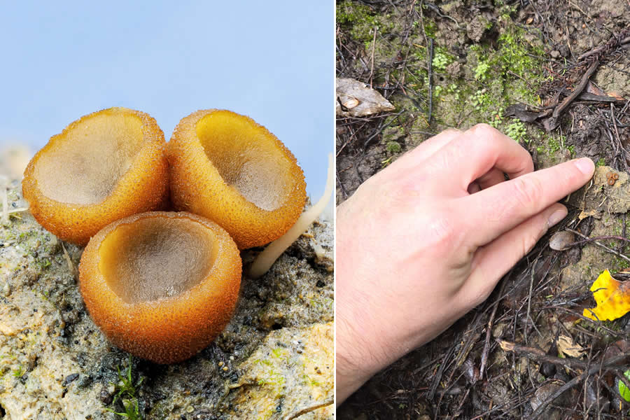 The Secret Life Beneath Our Feet: 33 Remarkable Macro Photos by Jay Lichter 40 Remarkable Macro Photos by Jay Lichter