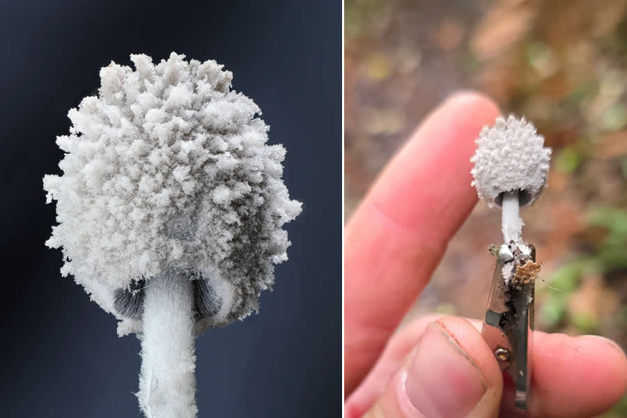 The Secret Life Beneath Our Feet: 33 Remarkable Macro Photos by Jay Lichter 41 Remarkable Macro Photos by Jay Lichter
