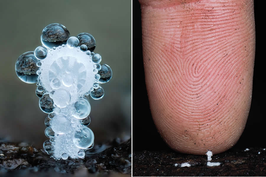 The Secret Life Beneath Our Feet: 33 Remarkable Macro Photos by Jay Lichter 42 Remarkable Macro Photos by Jay Lichter