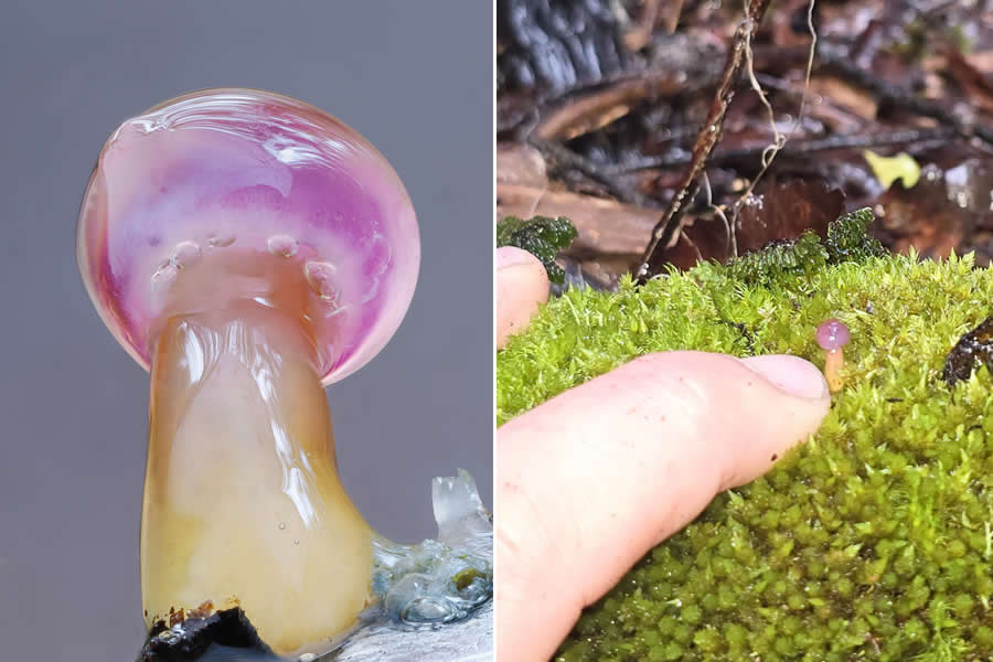 The Secret Life Beneath Our Feet: 33 Remarkable Macro Photos by Jay Lichter 43 Remarkable Macro Photos by Jay Lichter