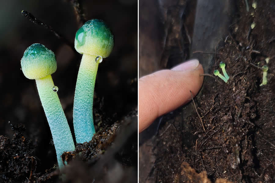 The Secret Life Beneath Our Feet: 33 Remarkable Macro Photos by Jay Lichter 44 Remarkable Macro Photos by Jay Lichter
