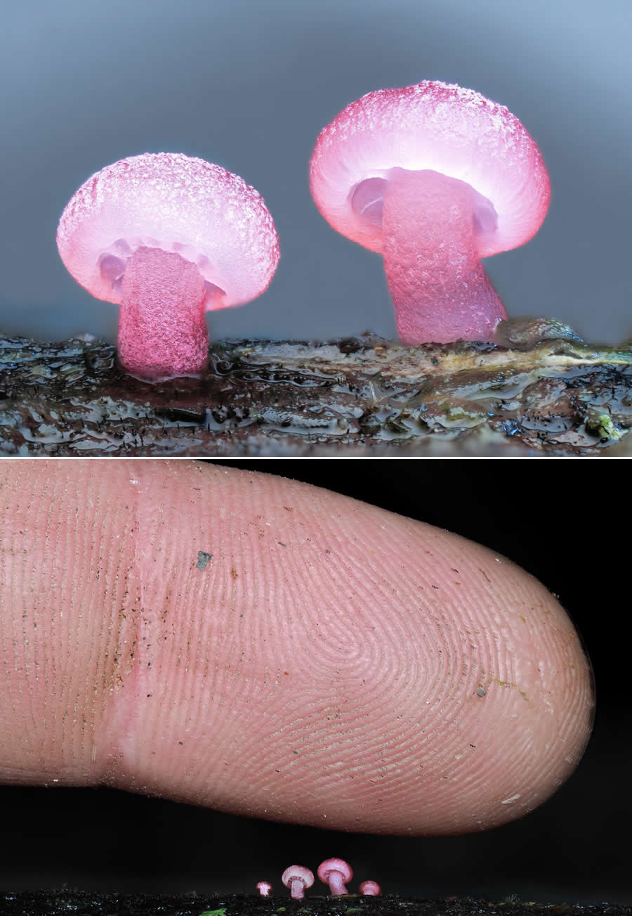 The Secret Life Beneath Our Feet: 33 Remarkable Macro Photos by Jay Lichter 45 Remarkable Macro Photos by Jay Lichter