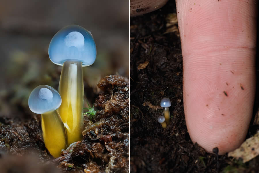 The Secret Life Beneath Our Feet: 33 Remarkable Macro Photos by Jay Lichter 36 Remarkable Macro Photos by Jay Lichter