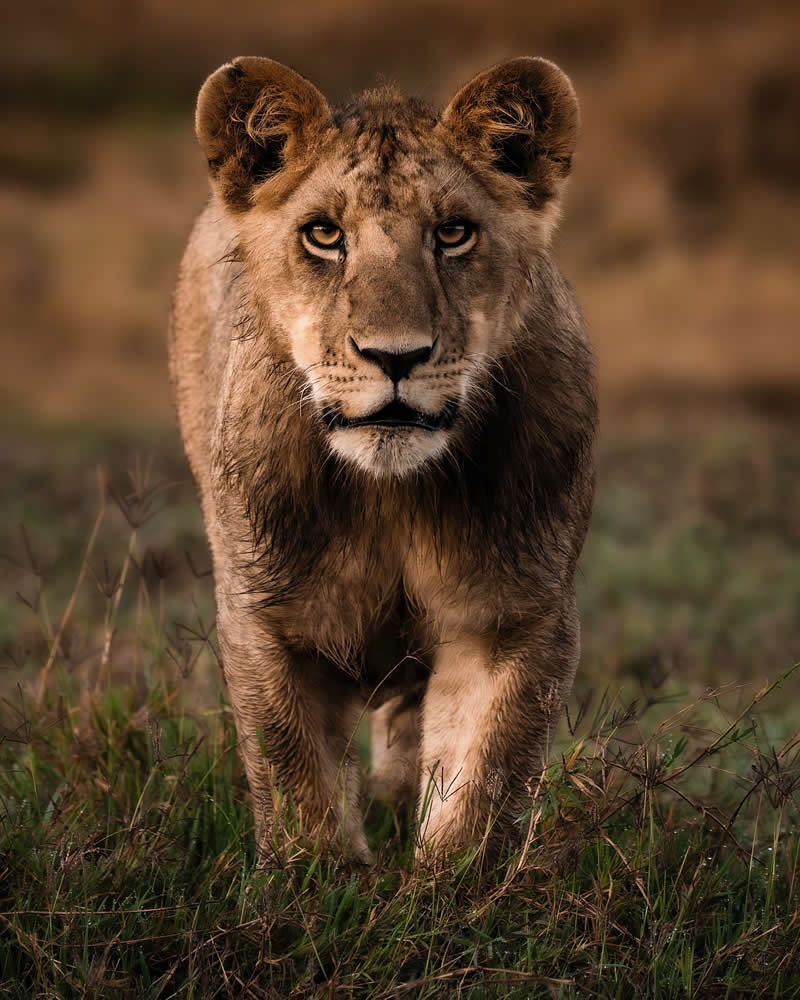 Through Nili Gudhka's Lens: 34 Award-Winning Photos of the Untamed World 39 Wildlife Photography by Nili Gudhka