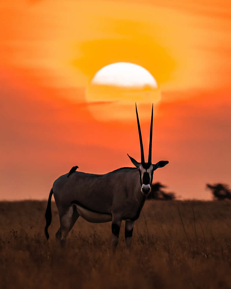 Through Nili Gudhka's Lens: 34 Award-Winning Photos of the Untamed World 48 Wildlife Photography by Nili Gudhka
