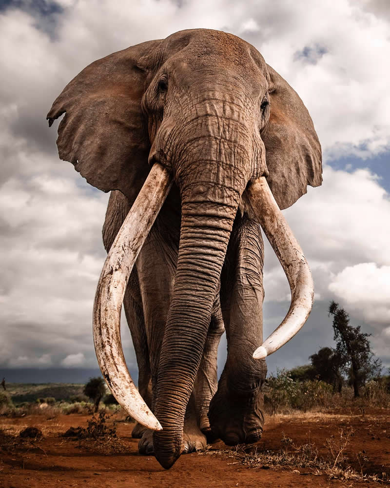 Through Nili Gudhka's Lens: 34 Award-Winning Photos of the Untamed World 49 Wildlife Photography by Nili Gudhka