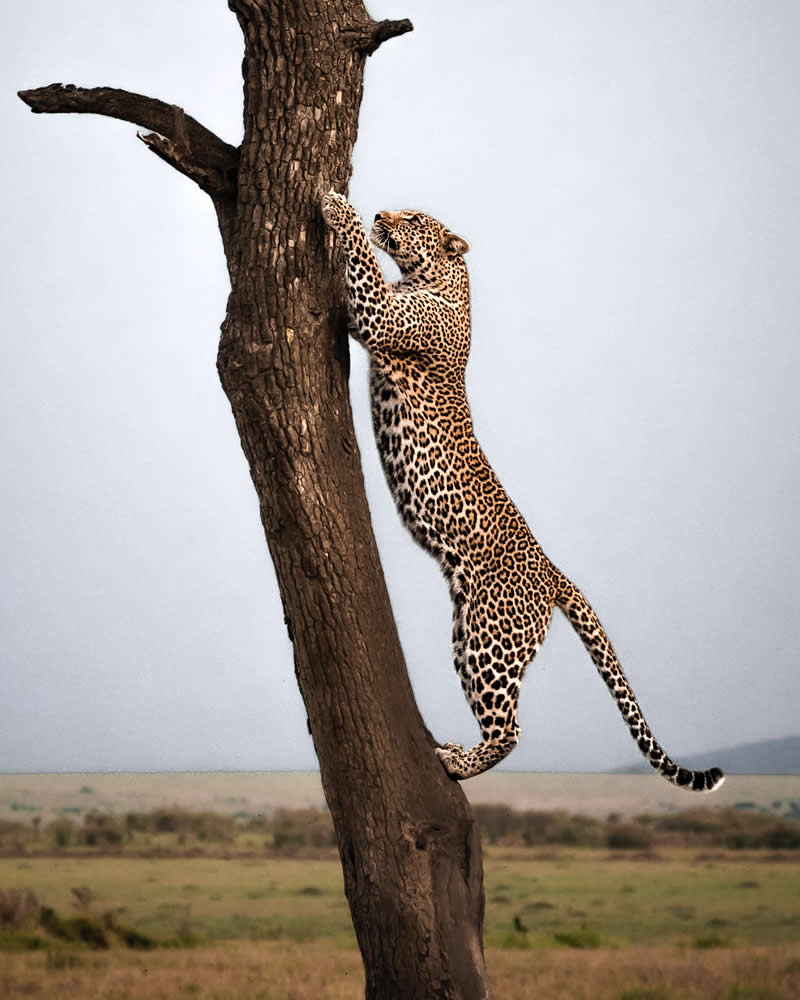 Through Nili Gudhka's Lens: 34 Award-Winning Photos of the Untamed World 50 Wildlife Photography by Nili Gudhka